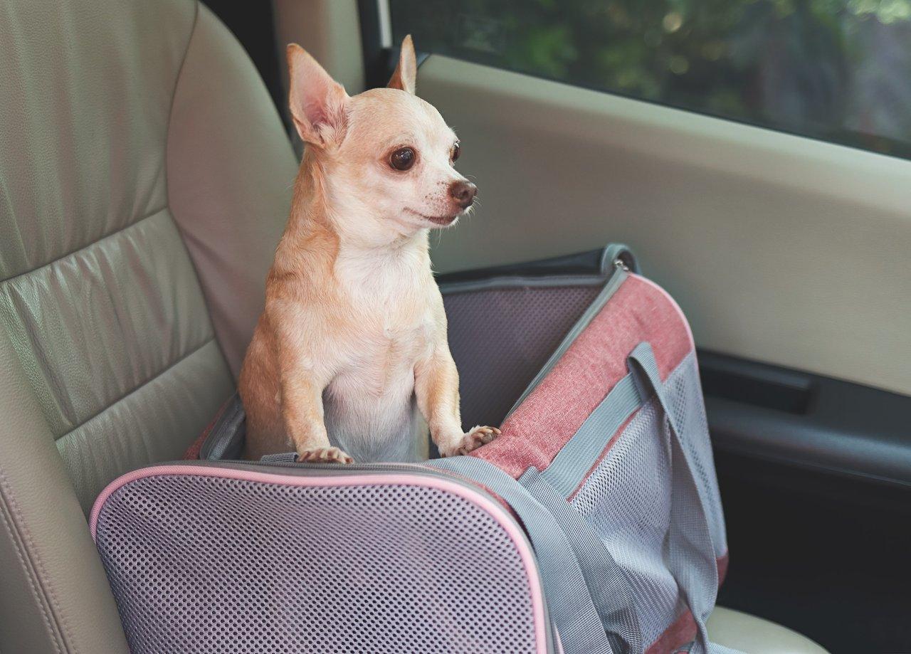 Sécuriser le transport d’animaux en voiture : obligations réglementaires 2026