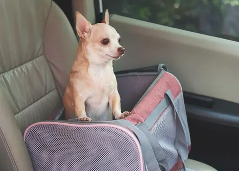 Sécuriser le transport d’animaux en voiture : obligations réglementaires 2026
