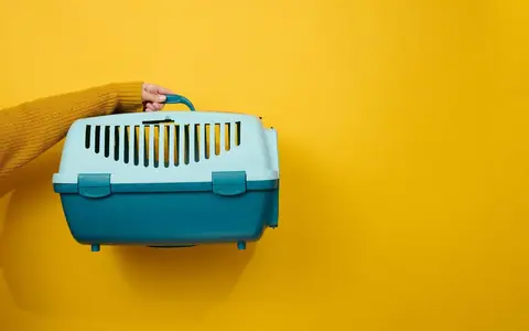 Top accessoires pour voyager en sécurité avec son animal de compagnie