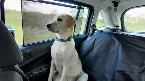 Voyage en camping-car avec des animaux : conseils pour un trajet serein