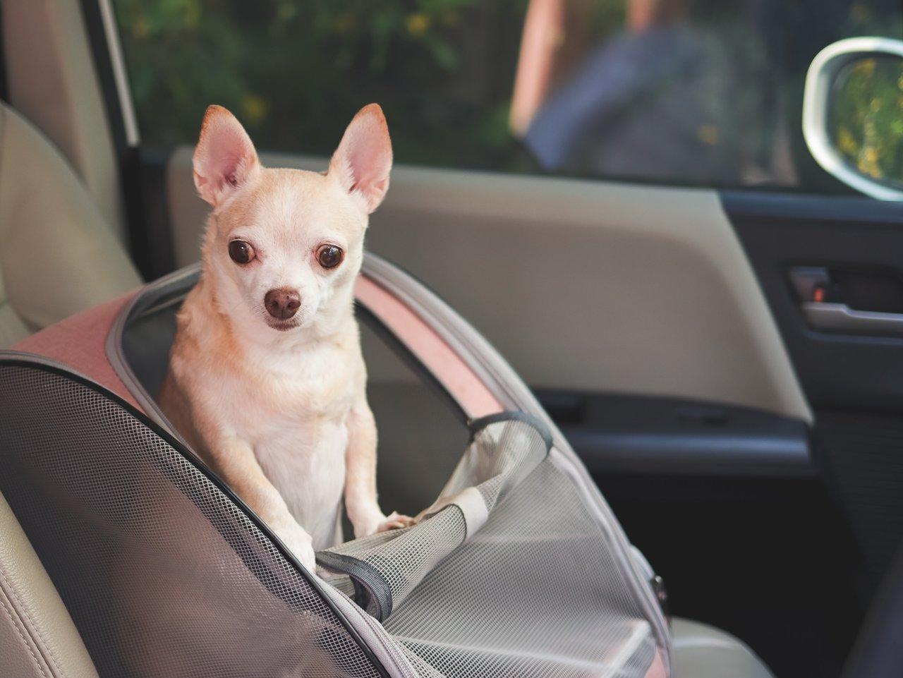 Dispositif de harnais de sécurité pour chien conforme aux normes 2026 dans une voiture moderne.
