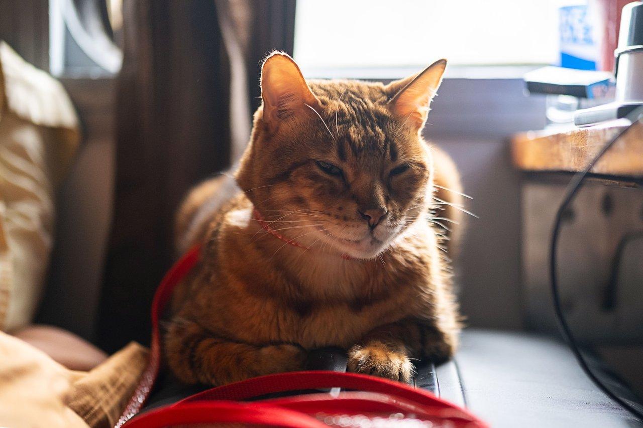 Harnais de sécurité pour chat et caisse de transport : voyage serein en camping-car avec votre animal.