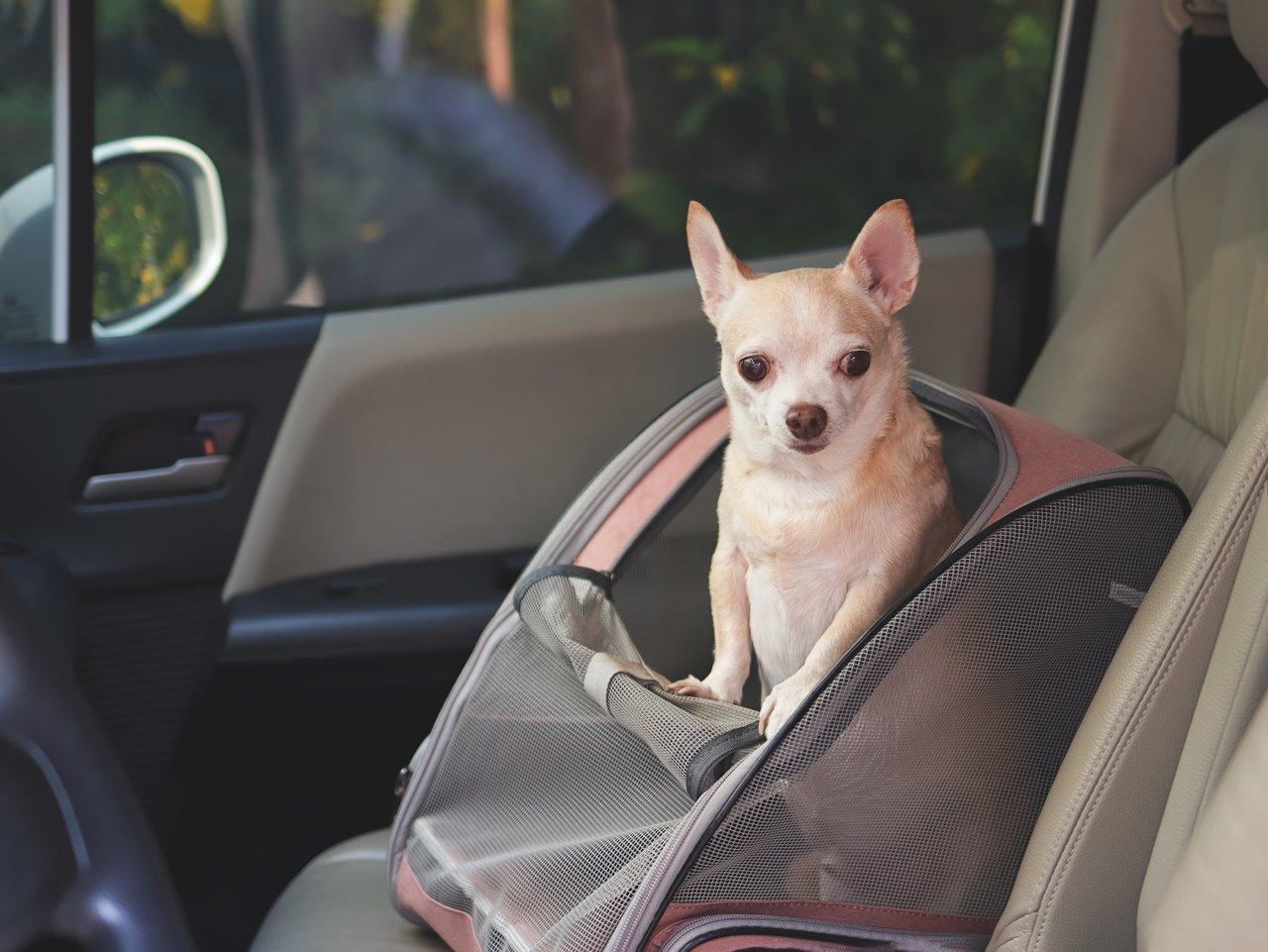 Harnais pour chien sécurisé en voiture assurant un voyage sûr et confortable pour votre animal.