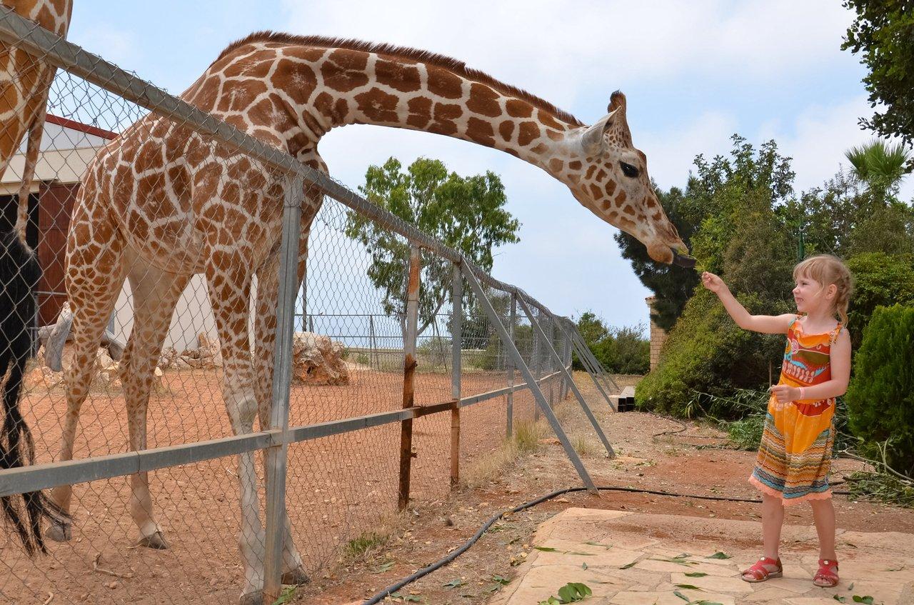 Vue panoramique du zoo de San Diego avec des familles profitant d'installations sécurisées et d'activités ludiques pour enfants.